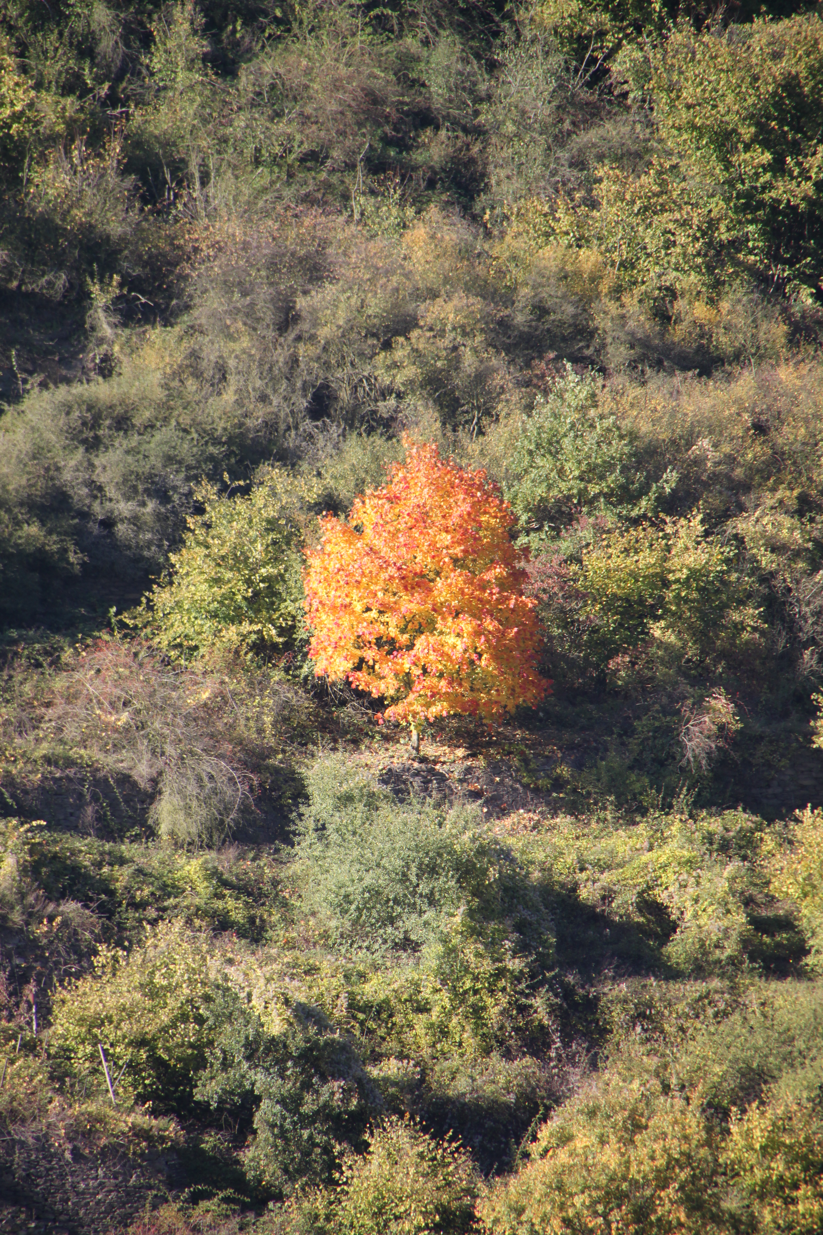 Pfalz im Herbst
